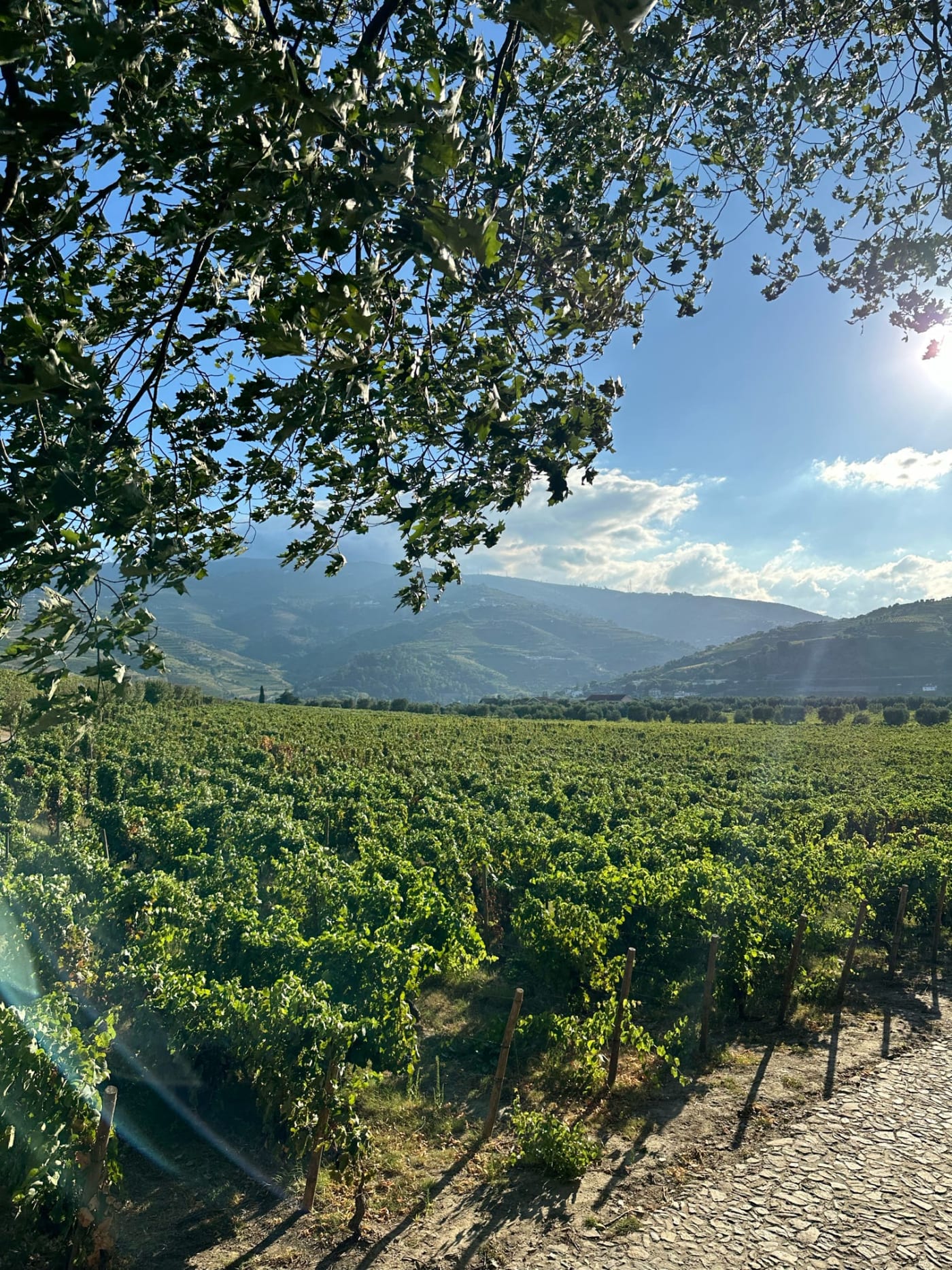 Visiting Porto and the Douro Valley While Grieving: What to Expect