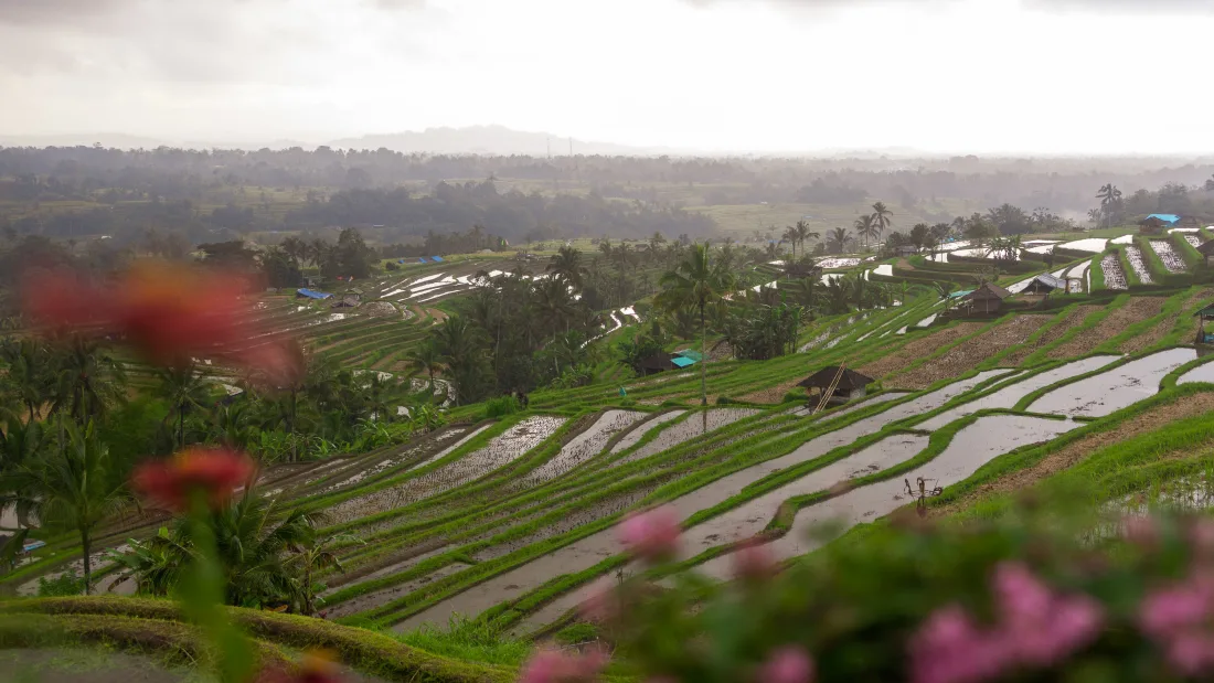 Rice terraces stretching across the hills on a past Bali Grief Trip