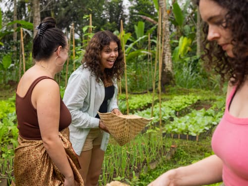 Guests harvesting vegetables on the organic farm